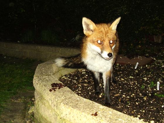 Fox Fox