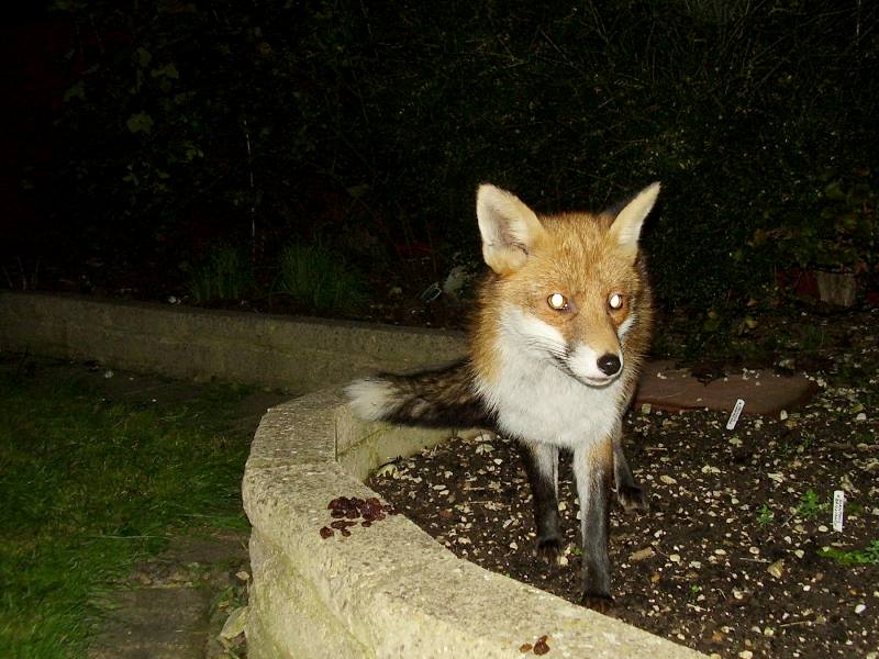 Fox stare