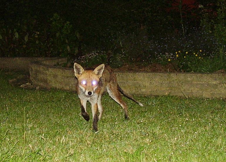 fox eyes!