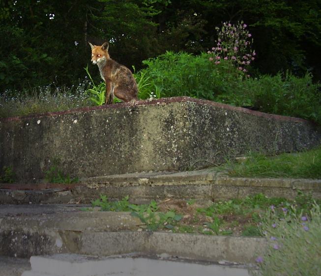 fox mount