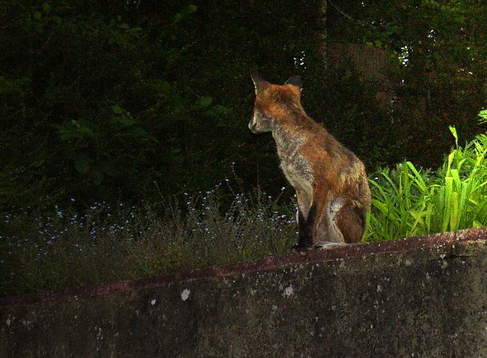fox at dusk 3