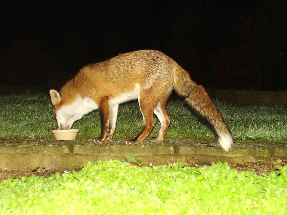 Fox Fox