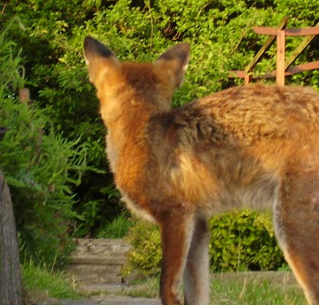 fox eye view
