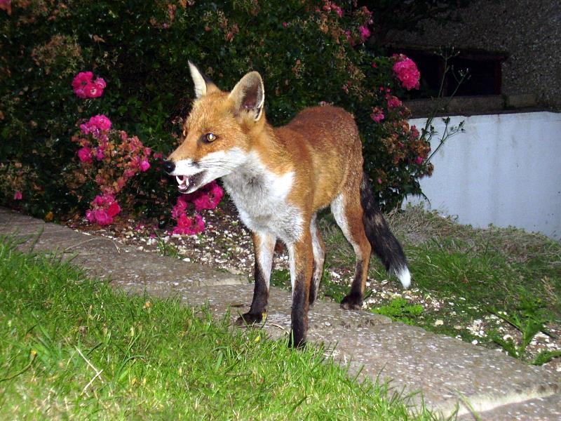 Fox stand