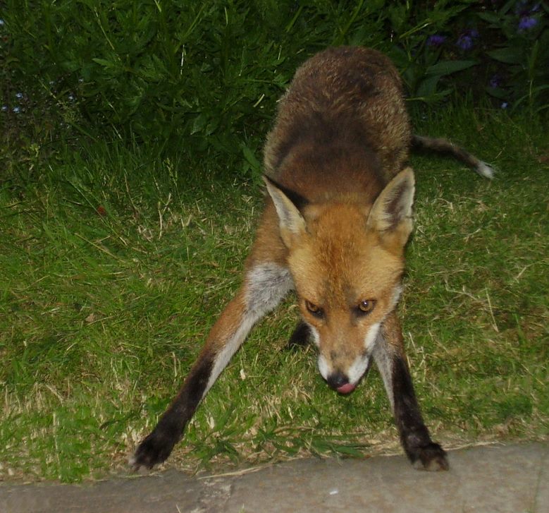 Fox Power!