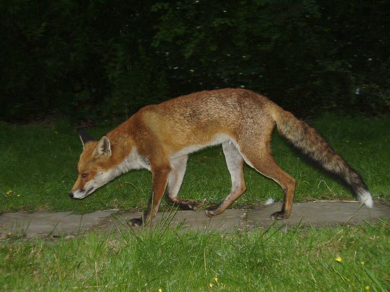 Urban fox