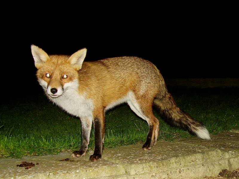 Fox on path 4