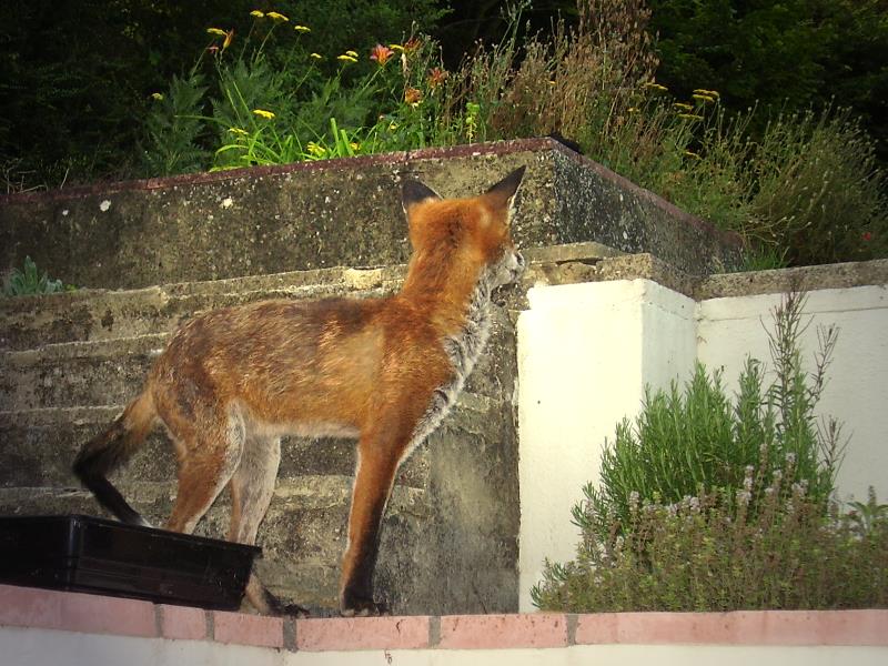 Fox