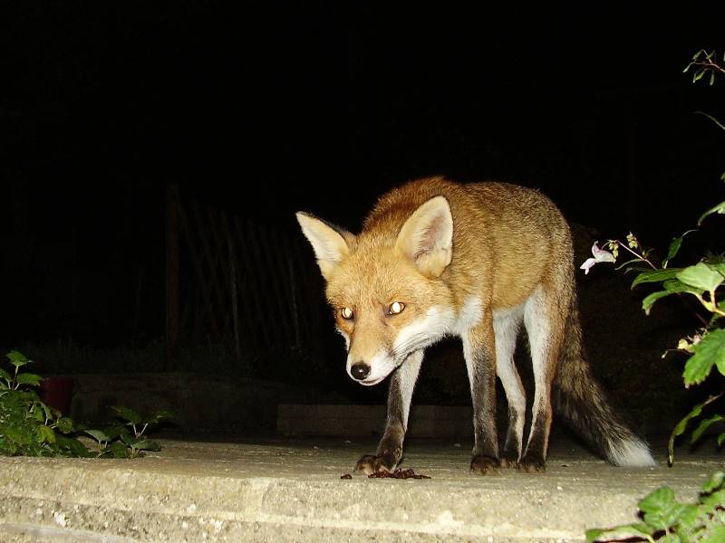 Fox at night