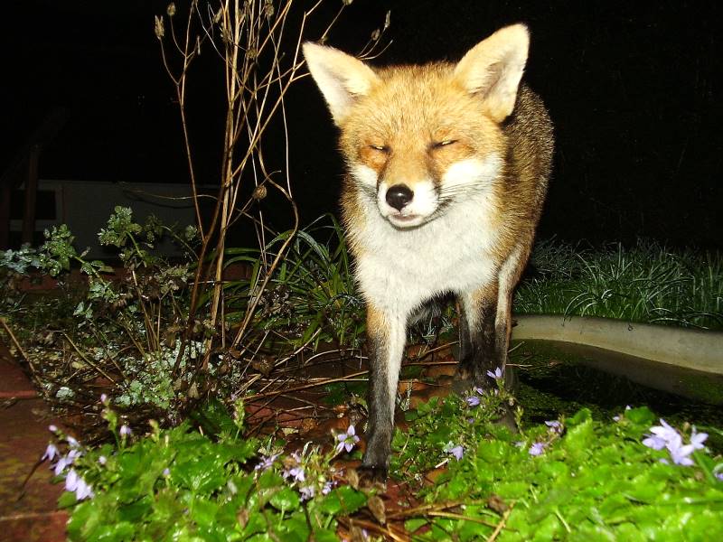 Fox and pond
