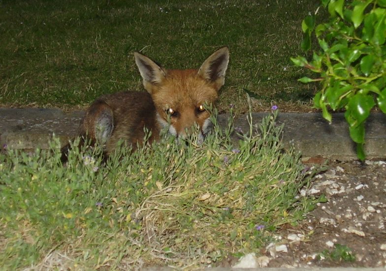Fox reclined 2