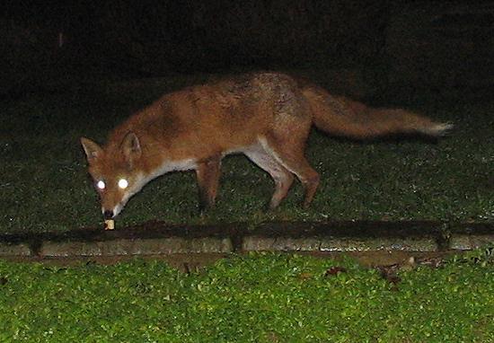 vixen vixen