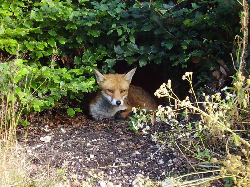 Fox in shrubs