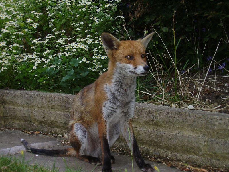 Fox sitting