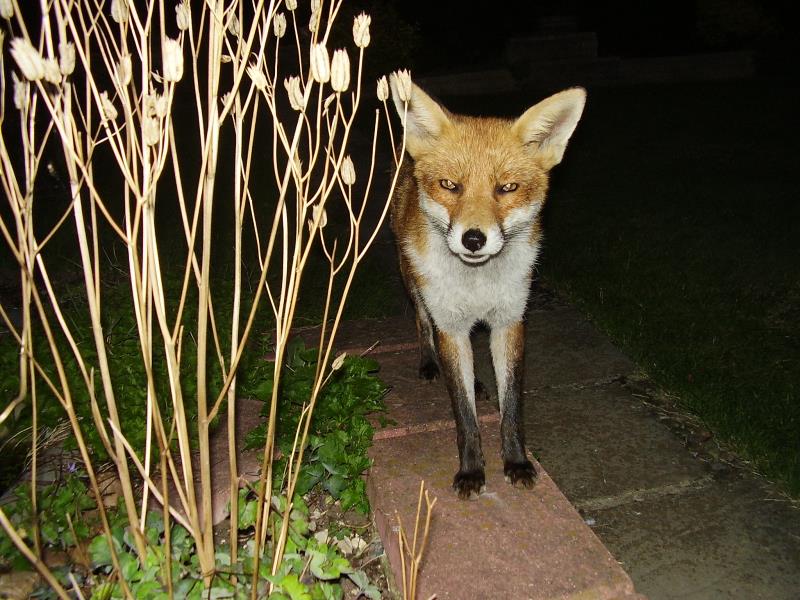 Fox
