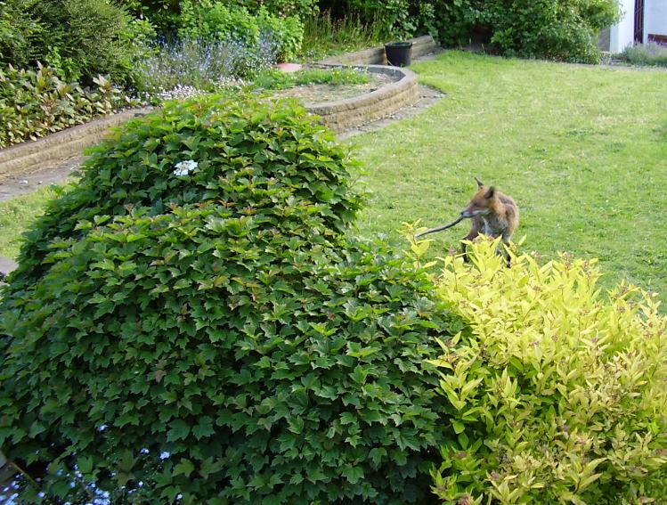 Fox circling