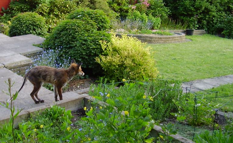 Fox garden