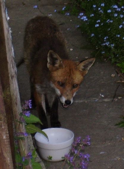 Fox asking