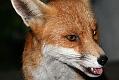 August 2008 Fox Gallery