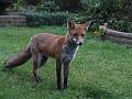 fox_cub_0109076837
