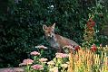 fox_cub_0409077285