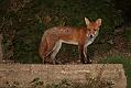 fox_cub_0409077337