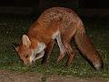 fox_cub_0509077354