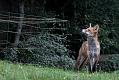 fox_cub_0509077503