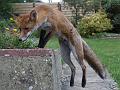 fox_cub_0509077508