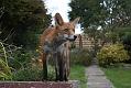 fox_cub_0509077516