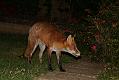 fox_cub_0709078061