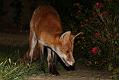 fox_cub_0709078064
