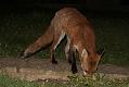fox_cub_0709078097