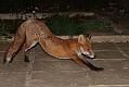fox_cub_1009078407