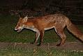 fox_cub_1009078427