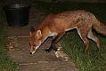 fox_cub_1009078445