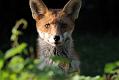 fox_cub_1109078467