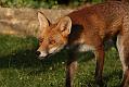 fox_cub_1109078478