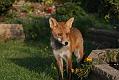 fox_cub_1109078533