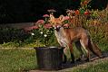 fox_cub_1109078541