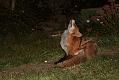 fox_cub_1209078641