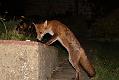 fox_cub_1409078780
