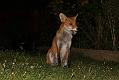 fox_cub_1409078786