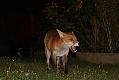 fox_cub_1409078788