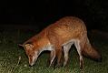 fox_cub_1409078808