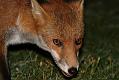 fox_cub_1509079103