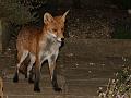 fox_cub_1709079454