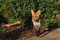 fox_cub_1809079495