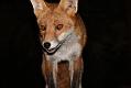 fox_cub_2209079711