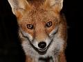 fox_cub_2709070293